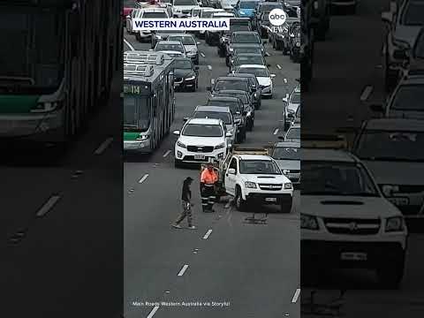 Family of ducks stops traffic on Australia highway