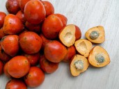 India bans Areca Nut import below Rs 351/kg