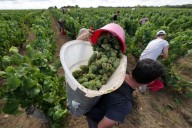 France trims wine output estimate after summer heatwave