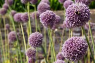 Why fall is the right time to be planting elephant garlic