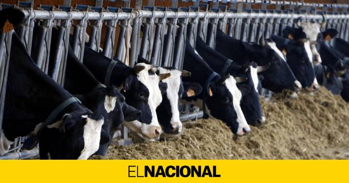 Detectan un tercer foco de dermatosis nodular en otra granja bovina de Castelló d'Empúries
