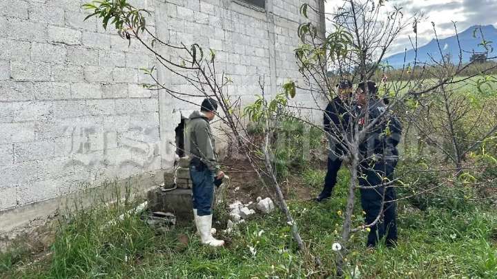 Robo de cerdos vuelve a golpear a productores de Tetlanohcan
