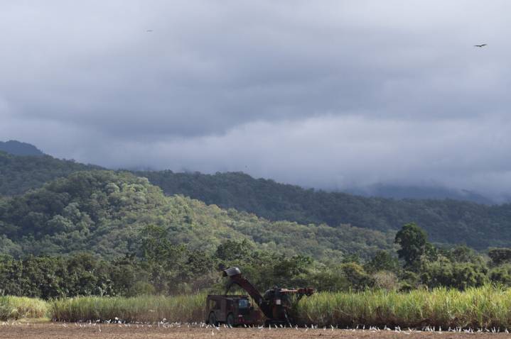 Cane truck plan not going ahead, mill owner says