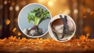 Receta para atole de betabel con vainilla, bebida detox para los días fríos de otoño