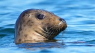 Republicans try to weaken 50-year-old law protecting whales, seals and polar bears