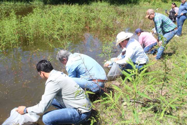 Gobierno del Estado de Colima entrega más de 100 mil alevines en comunidades de Comala