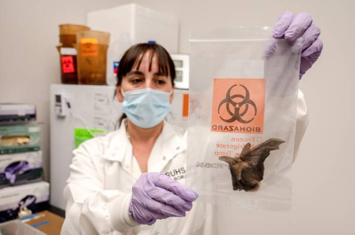 18 rabid bats found so far this year in Riverside County