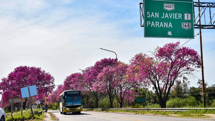 Nuevo puente Santa Fe - Santo Tomé: la Provincia rescató más de 600 lapachos