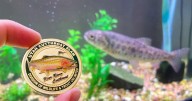 Utah Cutthroat Slam reaches 2K completions;