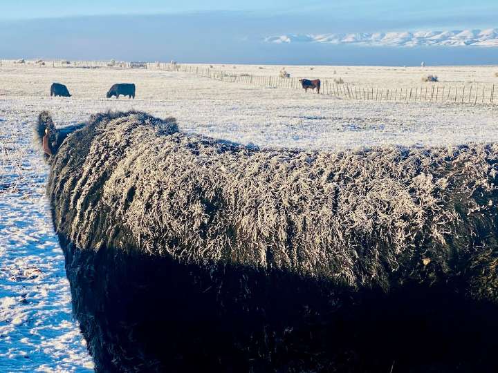 Decisión clave. Chile le restituyó un estatus sanitario a la Patagonia y retomará importaciones de productos cárnicos