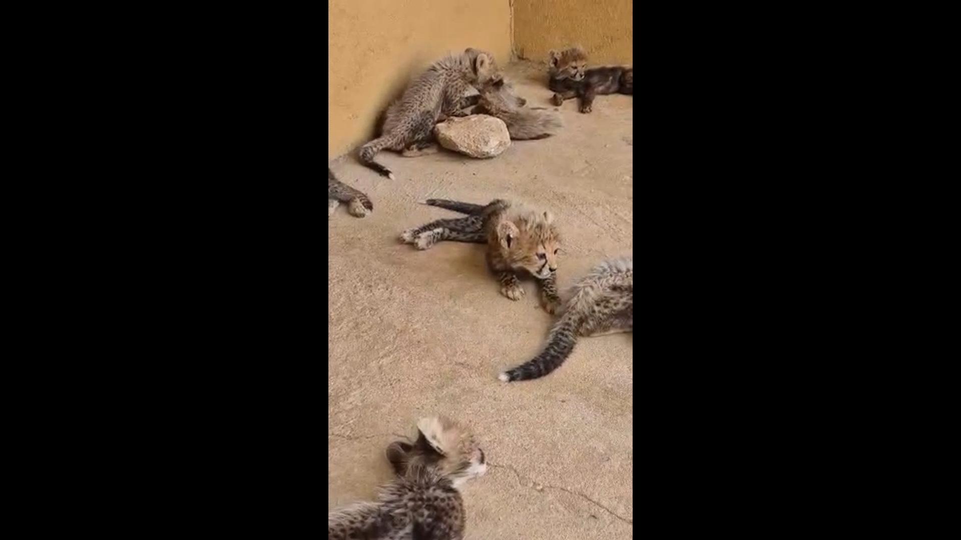 Cheetah cubs destined for Gulf nations as exotic pets rescued in Somaliland