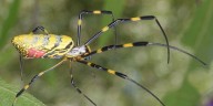 ‘A big yellow spider!’: Increase in invasive spider sightings