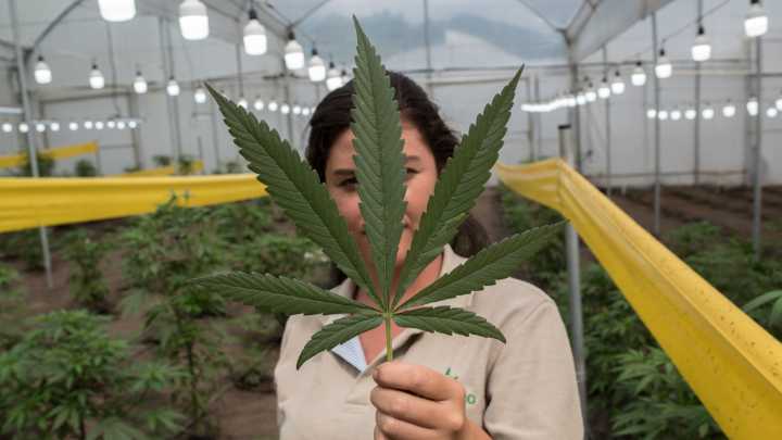 Los retos del decreto que autoriza la venta de cannabis medicinal en droguerías del país