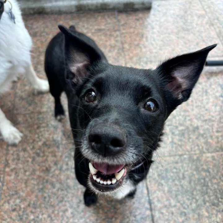 Whisper sweet nothings to an adoptable pet. Oct. 4