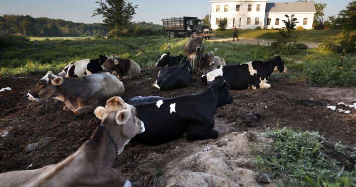 Maine starts offering free PFAS blood testing to farmers with high exposure
