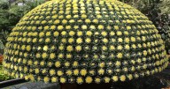 Longwood Gardens' fall Chrysanthemum Festival returns after 1
