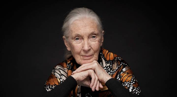 Netflix Honors Jane Goodall With Release Of 'Famous Last Words' Docuseries