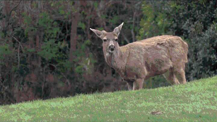 Disease outbreak has killed nearly 100 deer around Grand Forks, B.C., province says