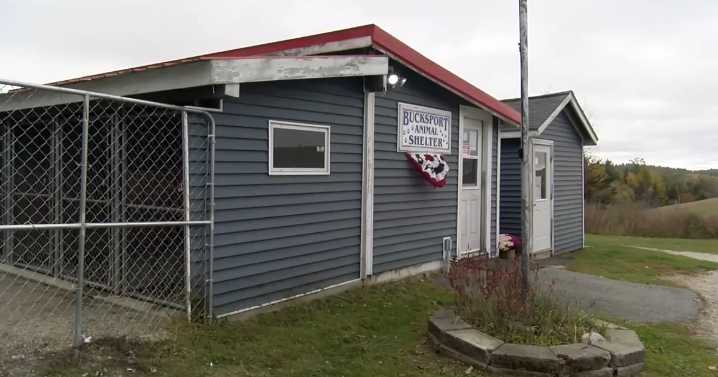 Fundraising efforts underway to build new animal shelter in Bucksport