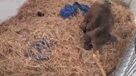 Video | Osa Mina Tiene "Pequeños Grandes Avances"; Se Mantiene su Estado Crítico