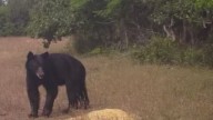 Outdoor Life With Tess: Black bear caught on camera near Bixby