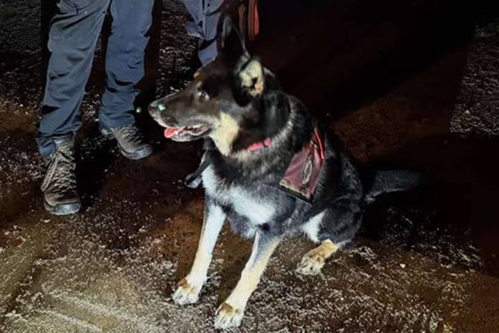Hero Dog in New Hampshire Walks Hours to Find 2