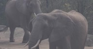 Pittsburgh Zoo facing lawsuit from animal rights group that demands release of elephants