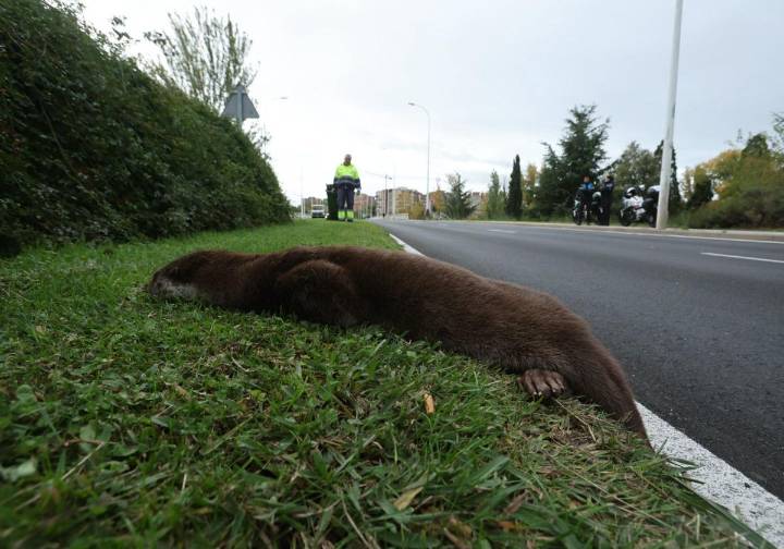 Aparece muerta una nutria de grandes dimensiones en unos de los puentes de Salamanca