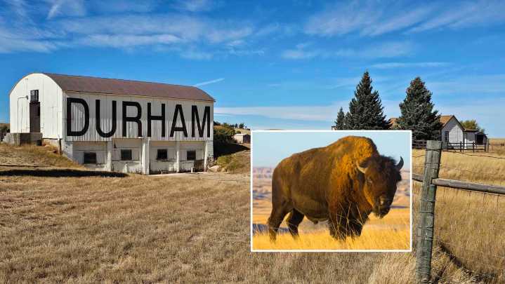 Of Buffalo Bones And Bison Dreams — Life On Wyoming’s Biggest Bison Ranch