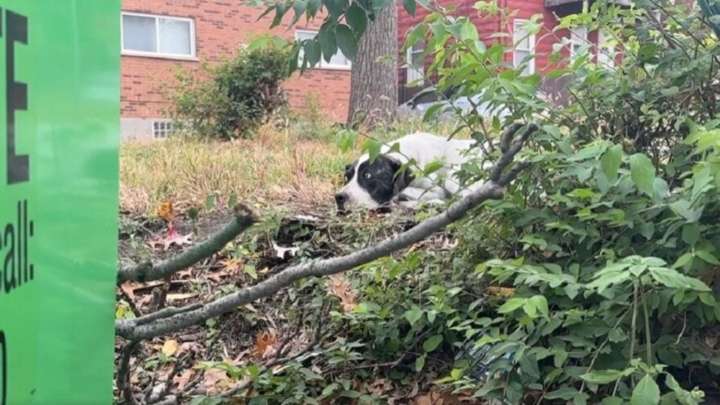 Rescuers Peek Behind A Dumpster In Missouri And Meet A Wounded Dog Who Wants To Believe Again