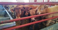 Suspendidas desde el sábado las ferias y mercados de ganado en Castilla y León por la amenaza de la dermatosis