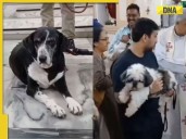 Ratan Tata’s beloved dog steals the show at annual ‘Aashirwad Ceremony’ in Mumba