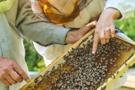 Las abejas hacen realidad los sueños en Uzbekistán