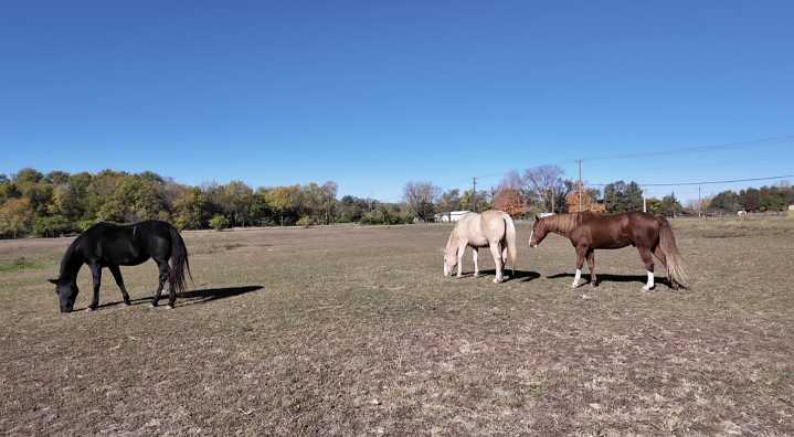 How Purdue's 'Asthma Herd' horses could breathe new life into asthma research