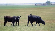 Trump defiende los aranceles a las importaciones de ganado, pero urge a los productores ganaderos del país a bajar los precios de la carne