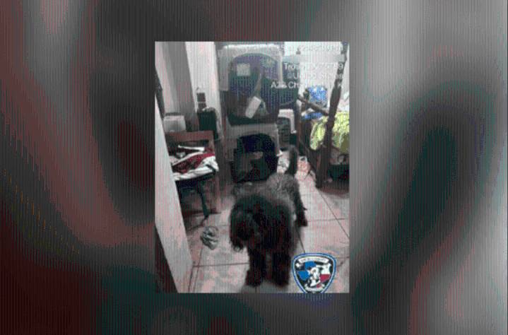 Court ruling keeps 44 dogs at Smith County animal shelter