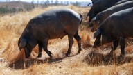Los agricultores y ganaderos andaluces percibirán 765 millones en pagos anticipados de las ayudas directas de la PAC