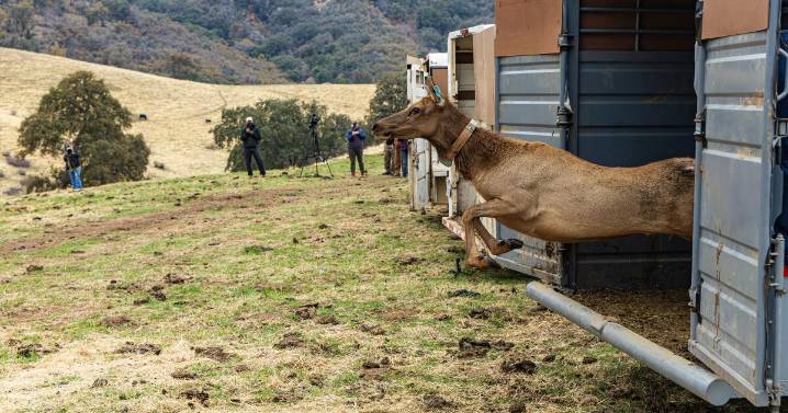 Elk are again roaming on lands that California has returned to the Tule River Indian Tribe