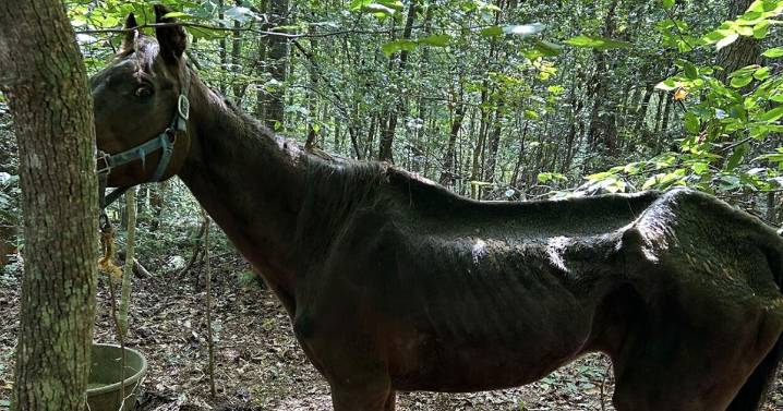 A malnourished horse in Caldwell County died. Owner has been charged with animal cruelty before