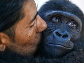 Rescued baby gorilla to stay in Istanbul after DNA test