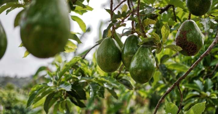 La fruta tropical que está tomando el relevo a los cítricos y al caqui en los campos valencianos