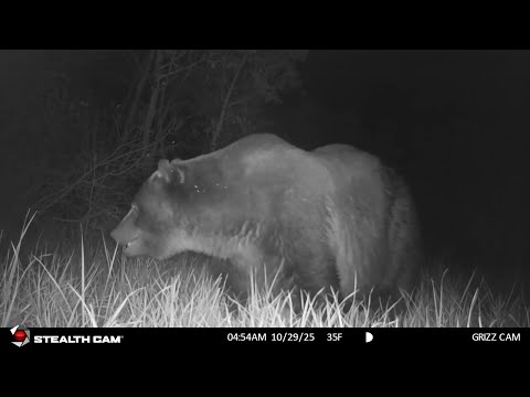 Big grizzly bear in the Mission Valley