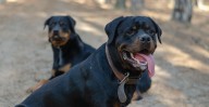 2-Year-Old Killed By Daycare Owner’s Dogs In Georgia