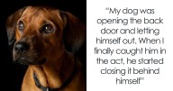 69 Of The Most Intelligent Things A Pet Has Ever Done, Surprising Their Owners