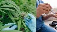 España aprueba el uso del cannabis medicinal para ciertas condiciones clínicas, pero solo podrá ser distribuido en hospitales y con prescripción