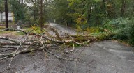 Fallen tree blocks traffic on southwest Little Rock road
