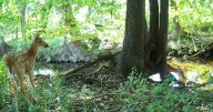 Penn project sets up camera around city to better understand urban wildlife