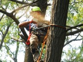 Tree removal worker killed when tree falls while he was at the top
