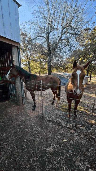 McClain Co. Sheriff's Office seeks to locate owner of two horses
