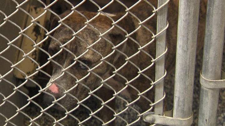 32 dogs rescued from Beaumont property in suspected fighting operation